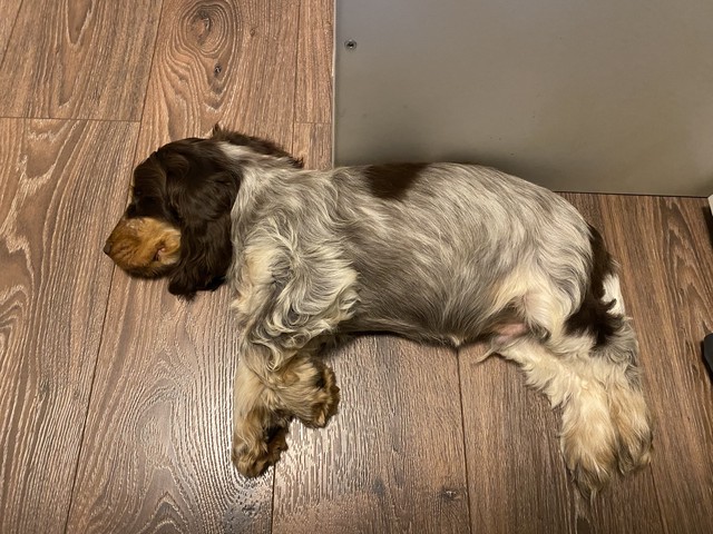 Кокер-спаниэль, 3 месяца