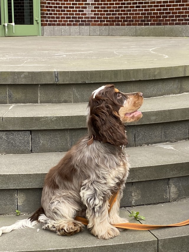 Кокер-спаниэль, 4 месяца