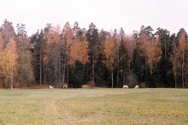 Пушкинские горы фото на плёнку