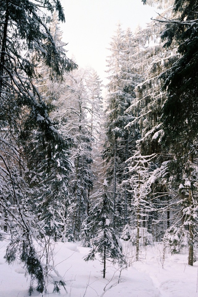 Лес зимой фото на плёнку